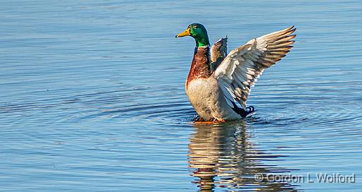 Stretching Mallard_P1040686.jpg - Mallard Duck (Anas platyrhynchos) photographed along the Rideau Canal Waterway at Smiths Falls, Ontario, Canada.